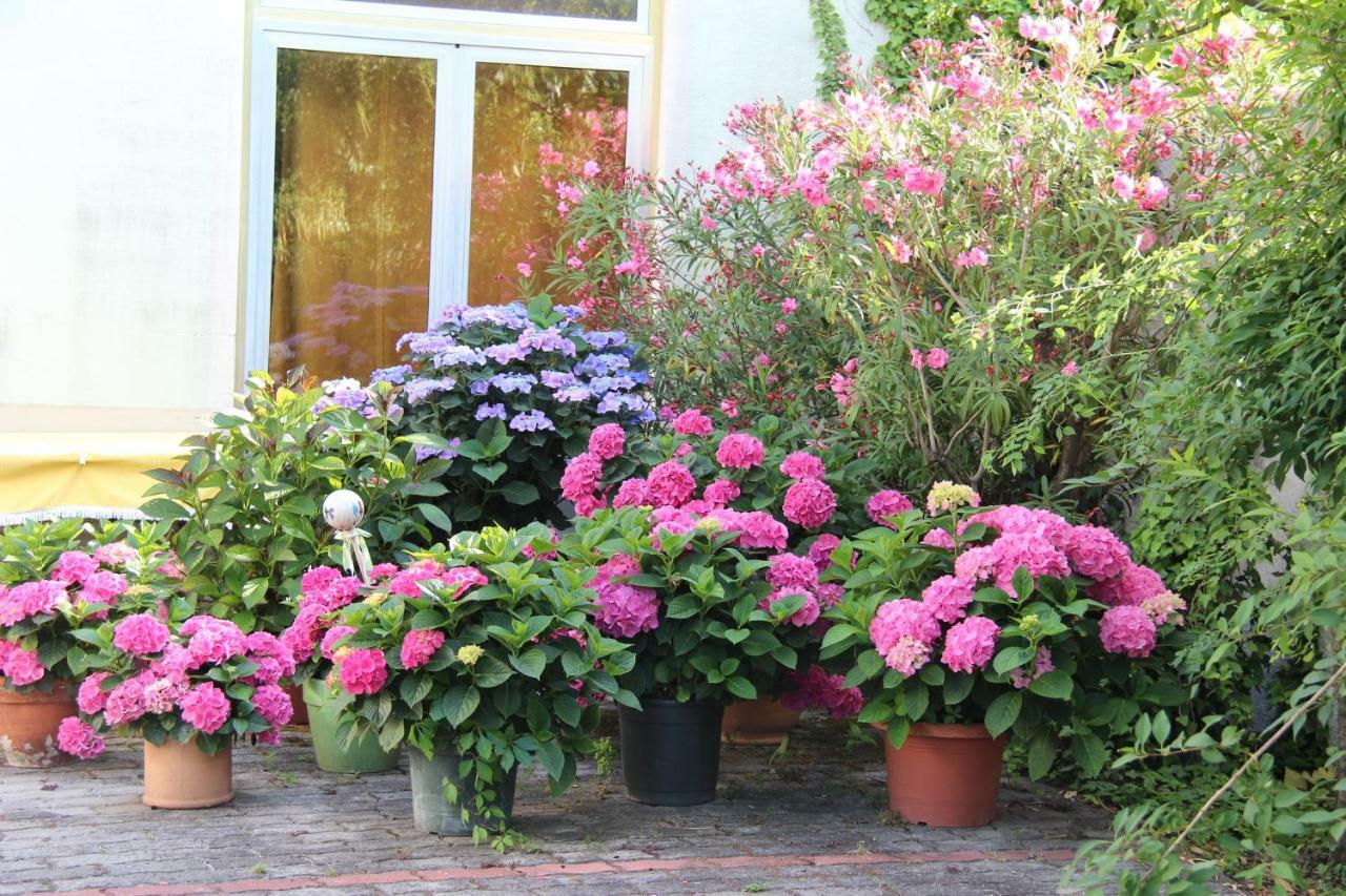 Weingut Pension Sommerhof Mörbisch am See Exteriér fotografie